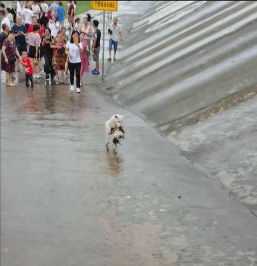  外卖|外卖小哥在垃圾桶捡到带血的婴儿，网友：记得在洪水中救崽的狗吗？