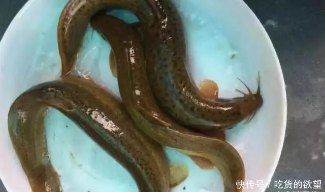 硬菜|全吃过的是牛人，这些农村河里的野味胜过餐厅的硬菜，你吃过么