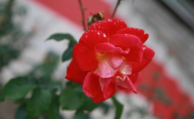  西厢记|不知名诗人写花的诗，开篇就引人入胜，最后还被《西厢记》模仿