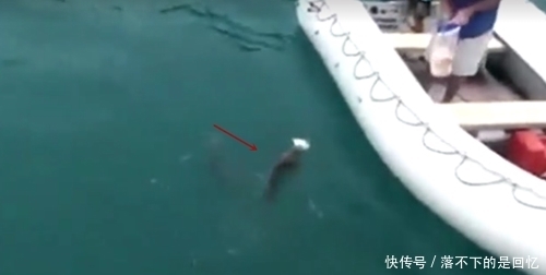  水中|水中扔面包片引来大鱼，手拿一片面包水中摇晃，空手抓到奇怪大鱼