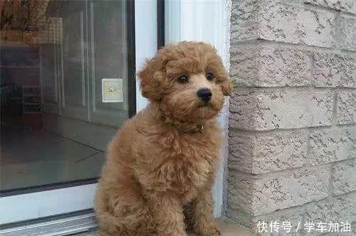  主人|泰迪没扑没咬老人自己摔倒，主人竟要赔20多万引热议