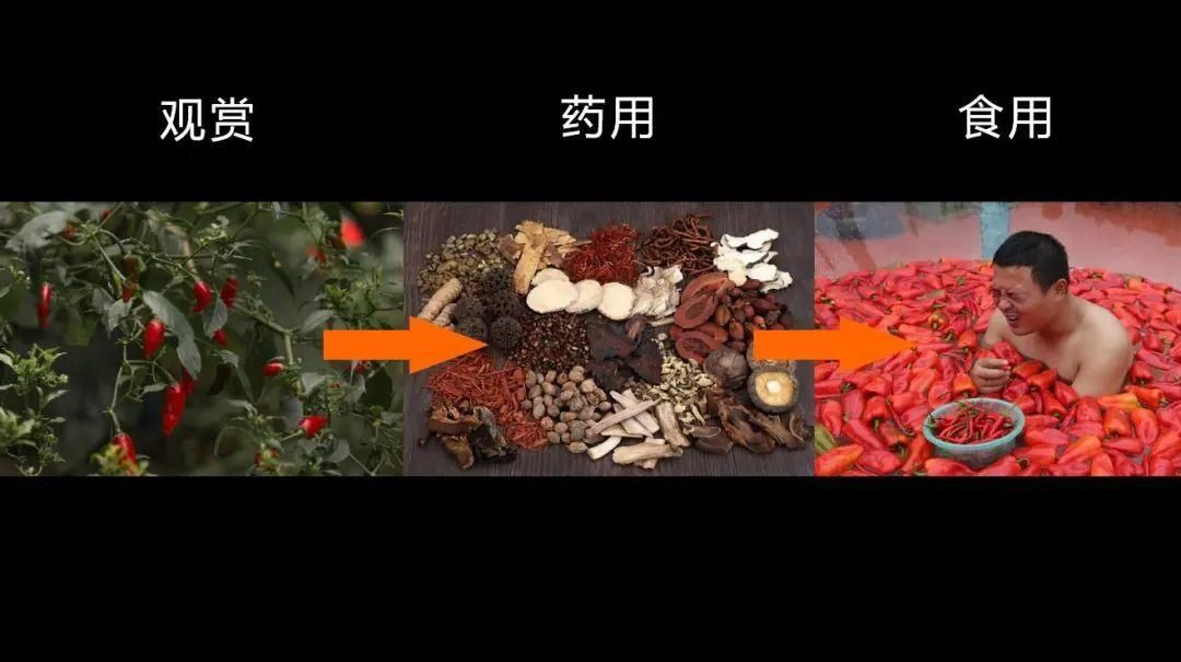 辣味|中国人吃辣椒始于贵州