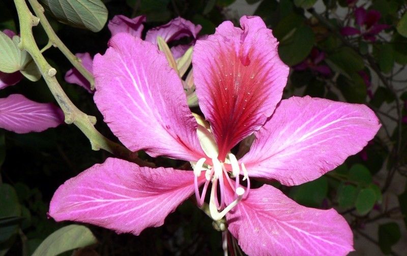 从天|真爱来了,8月初爱情从天降,4大生肖桃花运爆棚幸福一生!