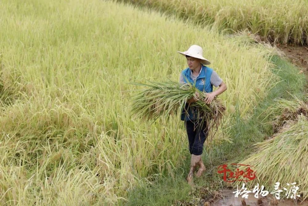 守护者|兴国鱼丝与它的守护者们