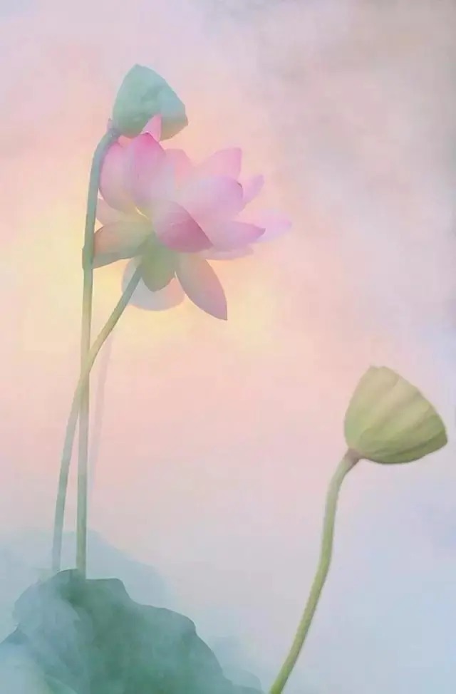  莲花|一个老外拍的荷花，惊艳