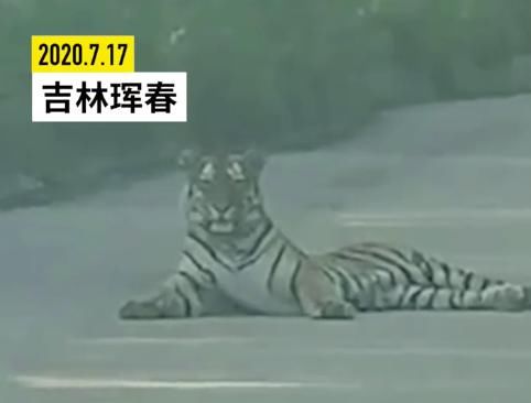 老虎|出租车司机路遇东北虎,虎头大如脸盆,双方对峙20分钟