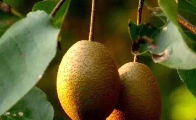  野菜|农村随处可见的野菜，有清热解毒、凉血止痢、燥湿杀虫的功效