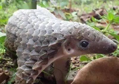 这次|这次是真的!野生动物不能吃的理由