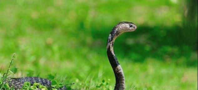  值班|数百条眼镜蛇出逃，工作人员受到急救训练后上阵，24小时值班