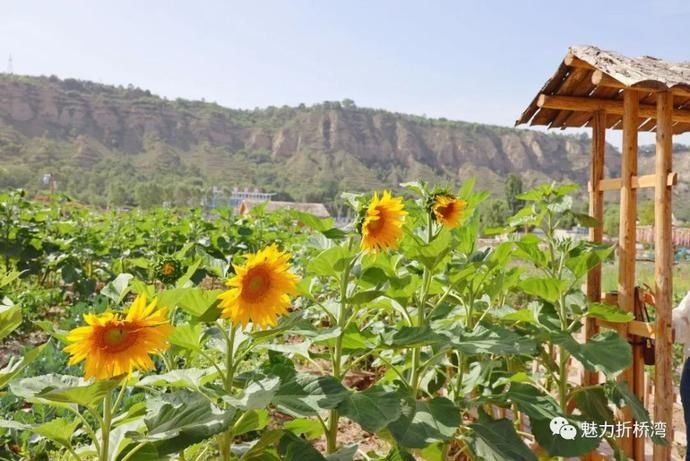  诗意|你与李子柒的诗意生活，只差一个“慈王农庄”！
