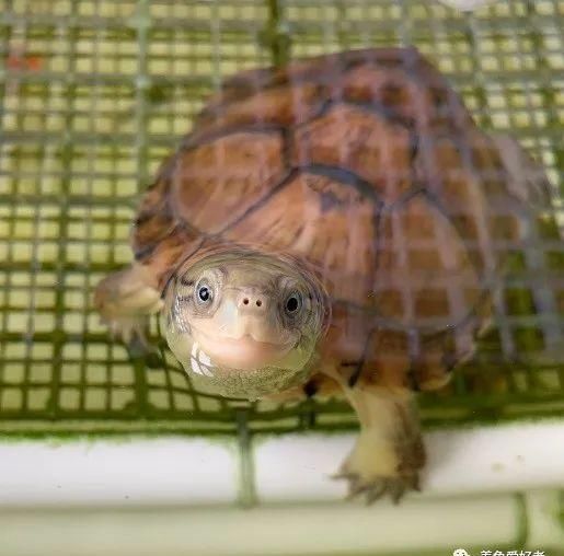 合格|快来看看，你是否可以成为一个合格的养龟人？