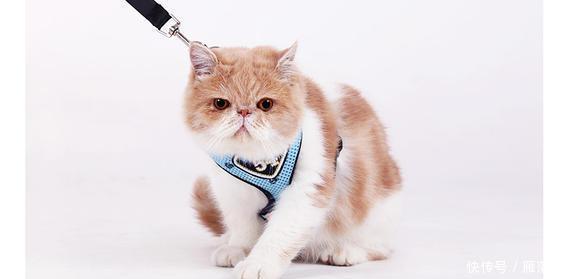  拉绳|猫能用拉绳吗？你知道如何正确溜猫吗？