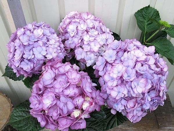  修剪|托尼老师教您修剪绣球花，记住简单两点，拿剪刀的手再也不抖啦