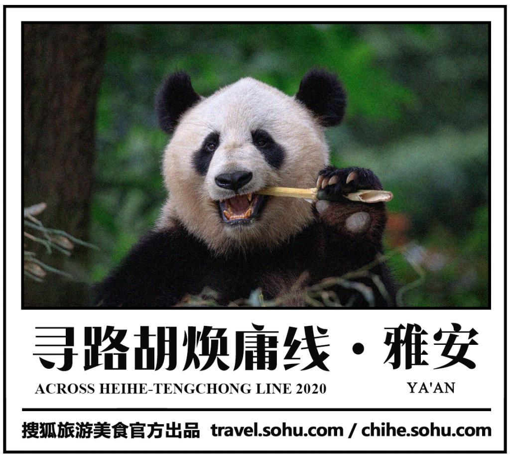  瞒不住|完了！雅安遍地大熊猫的事瞒不住了