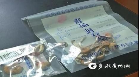  致幻|遵义警方破获一宗致幻蘑菇毒品案