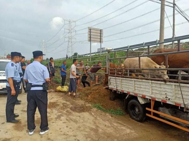  薛庄|一运输黄牛的车辆在薛庄发生侧翻......
