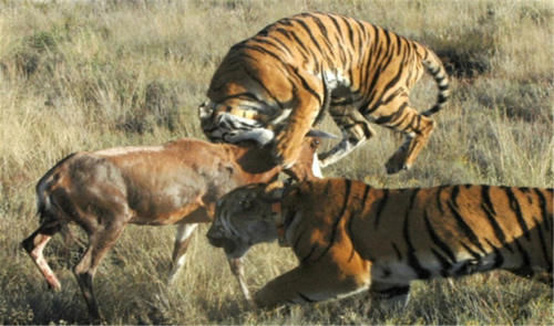  产仔|华南虎拯救计划：5只华南虎送非洲，产仔不到30只，如今何去何从