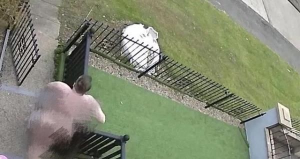  赤裸|男子听到家人尖叫声赤裸冲出门 看到眼前景象十分尴尬