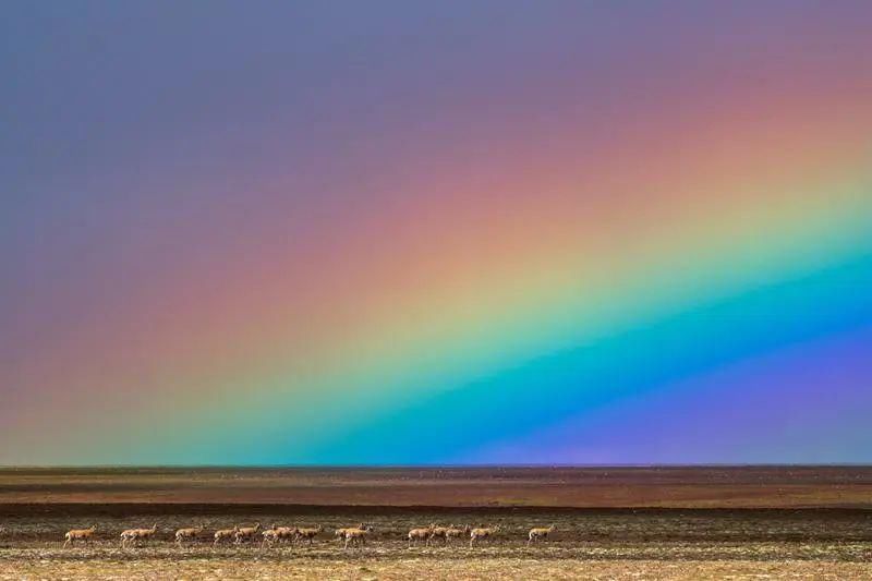  深圳|可可西里的守护者！深圳男子用镜头记录荒原上的藏羚羊