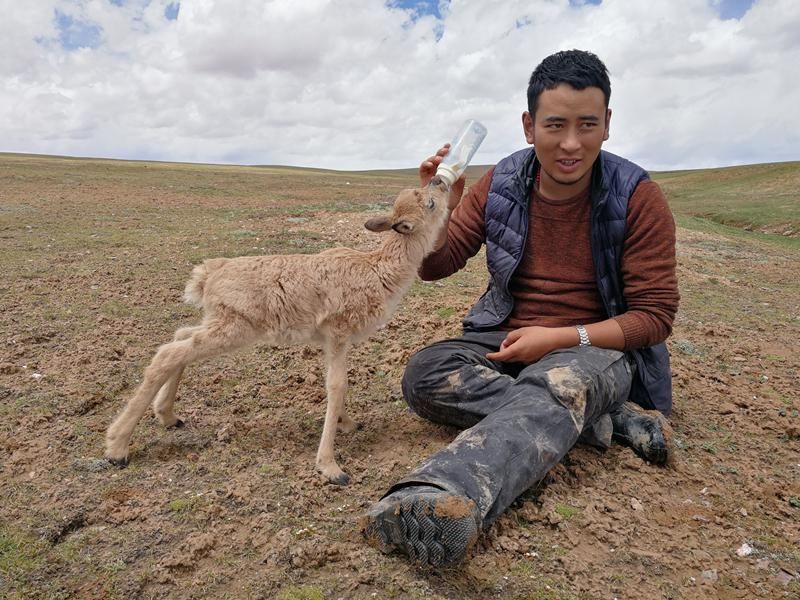  深圳|深晚独家|深圳志愿者秦晖：在可可西里用镜头记录荒原上的守护