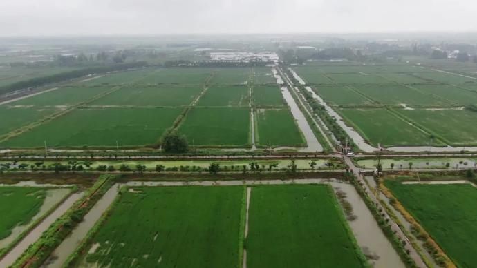  鱼虾|云赏金龙鱼虾田稻，共忆香韵外婆情