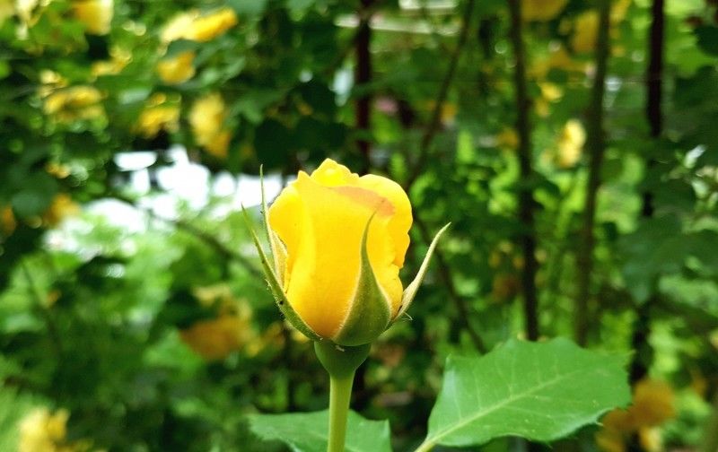  百花齐放|9月，百花齐放，情意正浓，将与真爱完美邂逅，喜结佳缘的4大星座