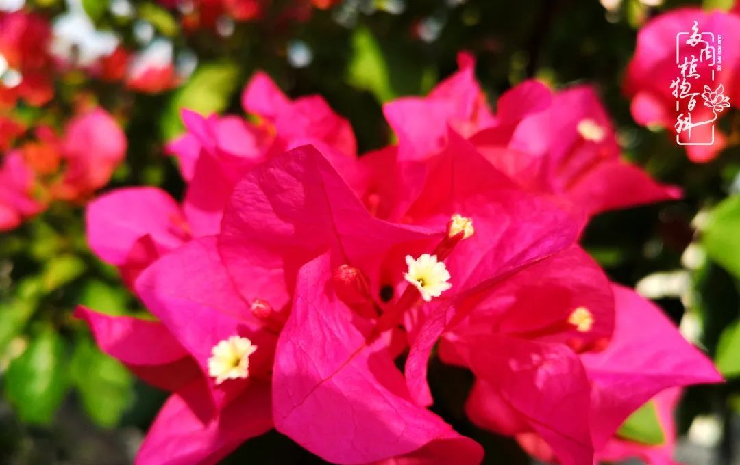  萌化|当粉粉的多肉捧在手心，我体验到了什么叫“萌化了心”