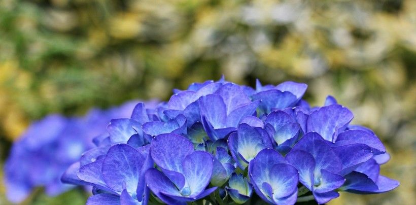  星座|下周开始，这四大星座桃花爆棚，真爱降临，爱情不请自来！