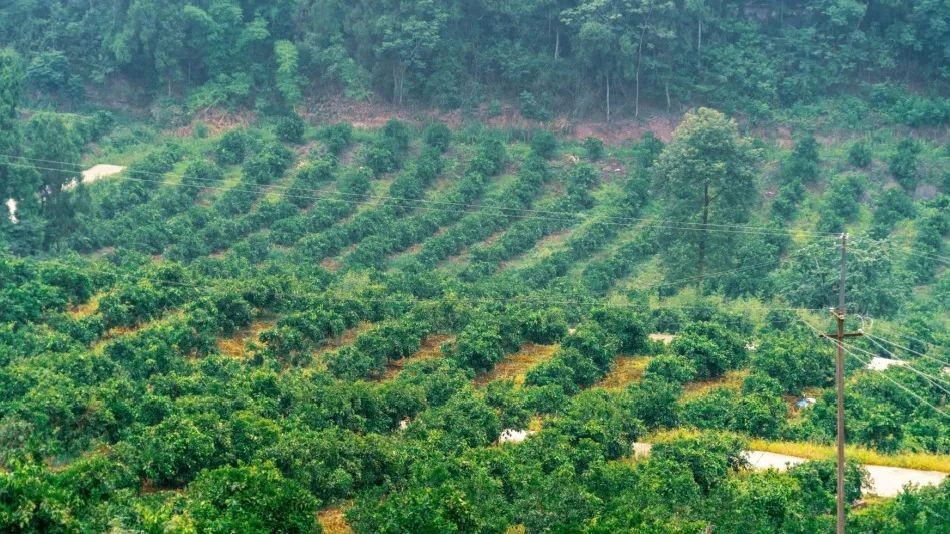  仁寿|仁寿有个村，名字叫“同意”！