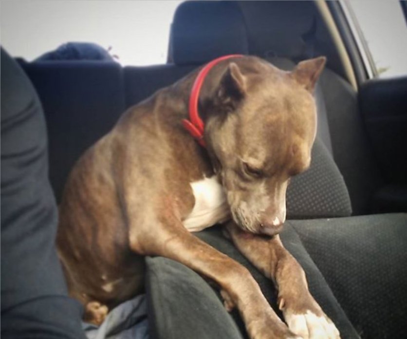 改过自新|男子有很多恶习,狗狗却帮助他改过自新,他们一起同甘共苦