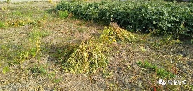 辛苦|无耻小偷！辛苦了数月，丰收成果一夜之间被偷了……