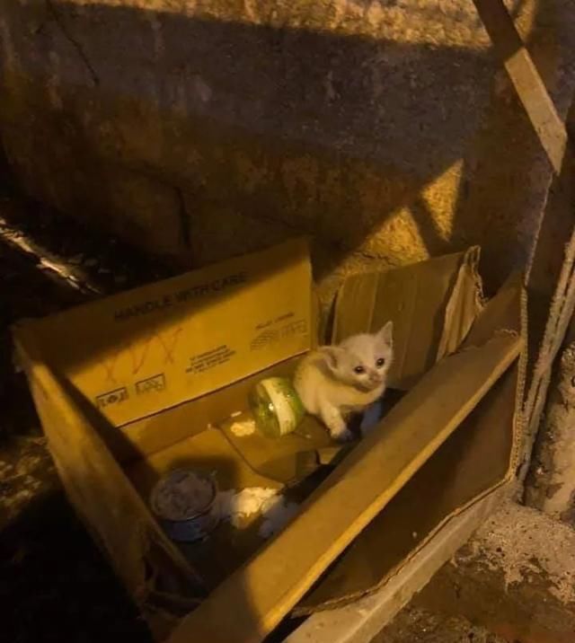  流浪|网友捡到一只瘦弱小流浪猫，几个月后变身肌肉壮汉