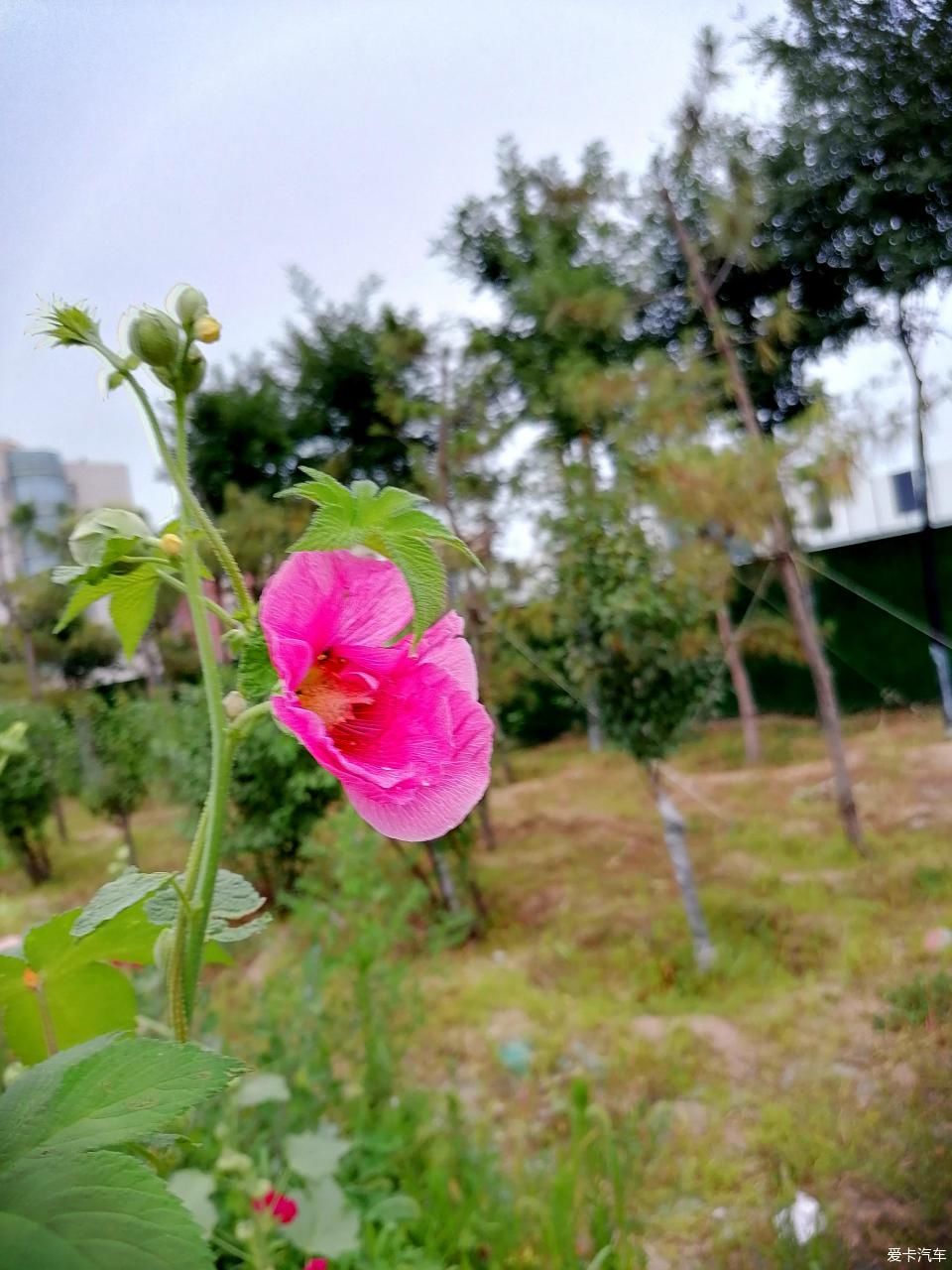 蜀葵|盛夏赏蜀葵，观花心情爽！