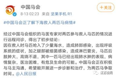  马冲进|3男子骑马冲进海里救起12岁男孩！半个月后，噩耗传来…