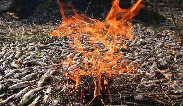 中国|印度的“顶级”美食,号称可以打败中国美食,网友看到后笑了