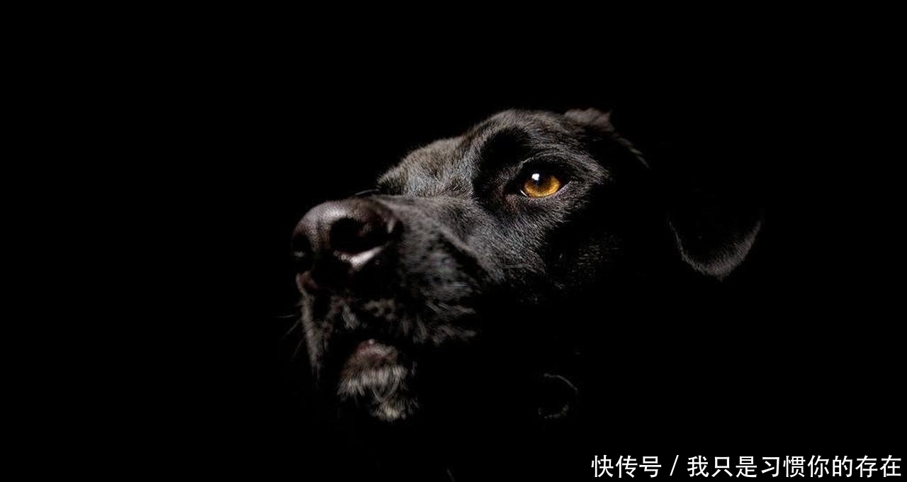  周四|忠犬为救主而死，看罢不由感叹：有的人还不如一条狗有情有义！