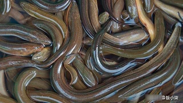  土腥味|清洗黄鳝时，不要只会用清水洗，多加这2样东西，土腥味都消失了