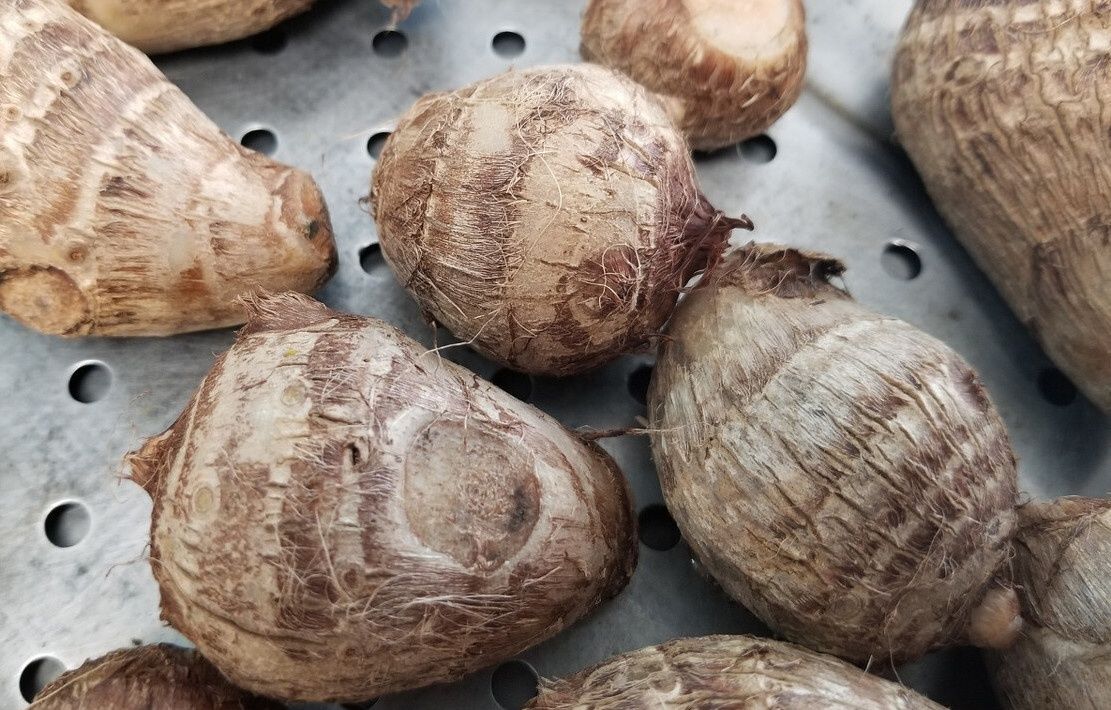 粉糯好吃|芋头挑不好,怎么煮都硬,教你5个小妙招,挑选优质软糯芋头