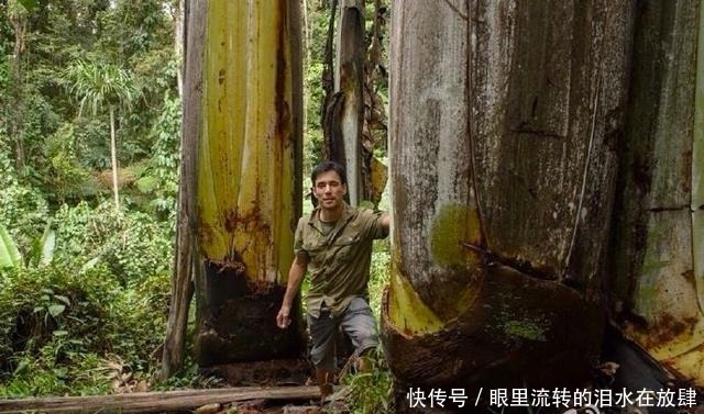 哪种|水果界的“李佳琦”,吃遍3000多种水果,哪种最好吃