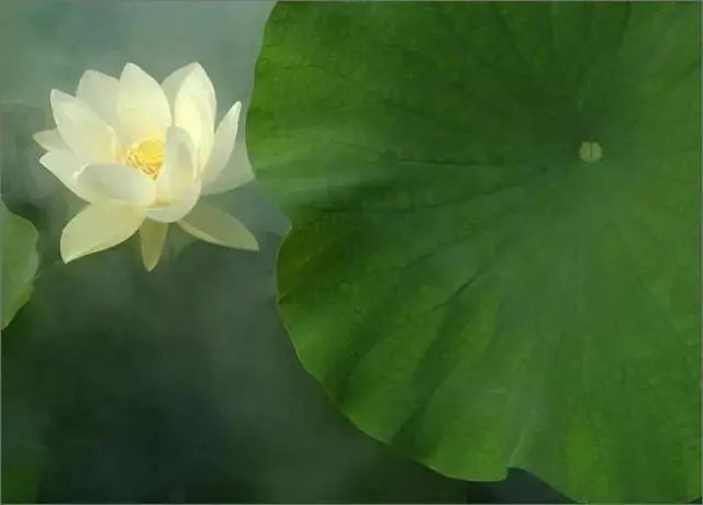  莲花|一个老外拍的荷花，惊艳