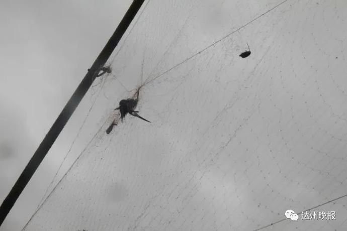 南坝镇|胆子太大了！宣汉两名男子竟敢干这事！