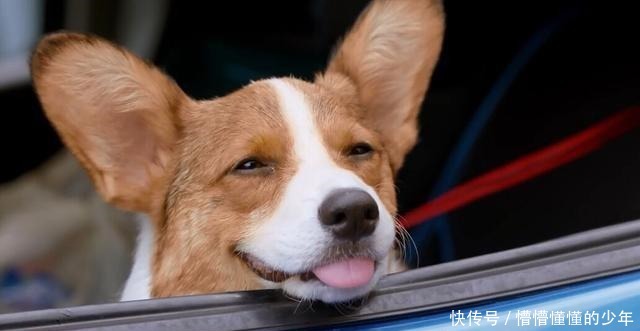 幸运|狗狗流落荒岛半年,瘦到露出肋骨,偶遇海钓铲屎官后才幸运获救