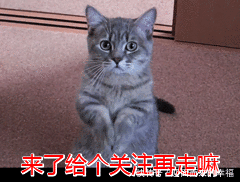  受伤|一摸“狗爪子”，狗狗就缩回来，有7个原因