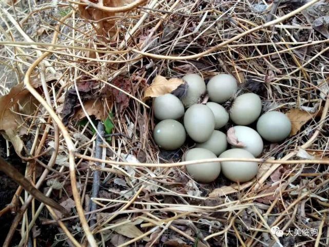 乡村|临朐、乡村、美食、熟悉的画面