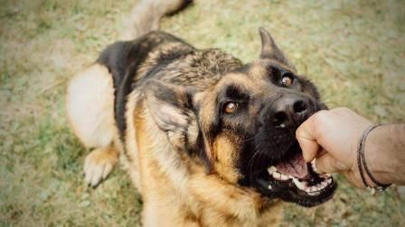  赔偿|被宠物狗咬伤后，该如何追究赔偿责任？