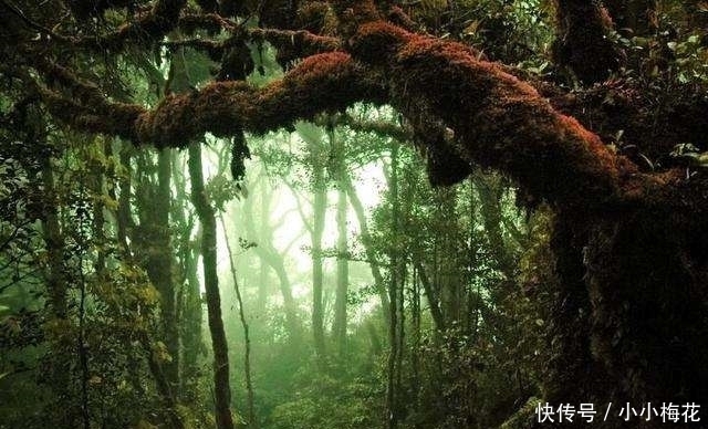 唯一|4万人进野人山出来才1万,唯一存活女兵:里面东西比日军更恐怖