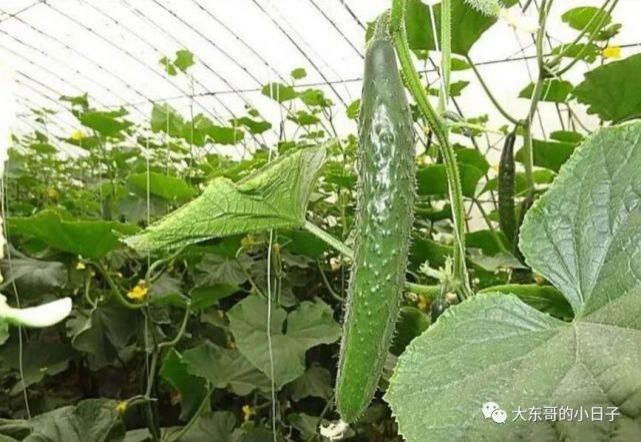 大热天|大热天全靠凉菜续命,这4款黄瓜凉菜简单好做,下饭开胃