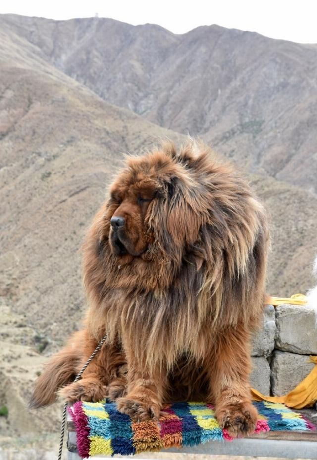  完结|瑞虎8一万五千公里自驾西藏篇，完结分享篇