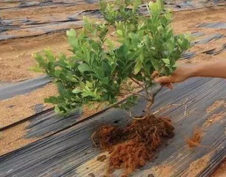 施药|用这些杀虫剂要格外注意