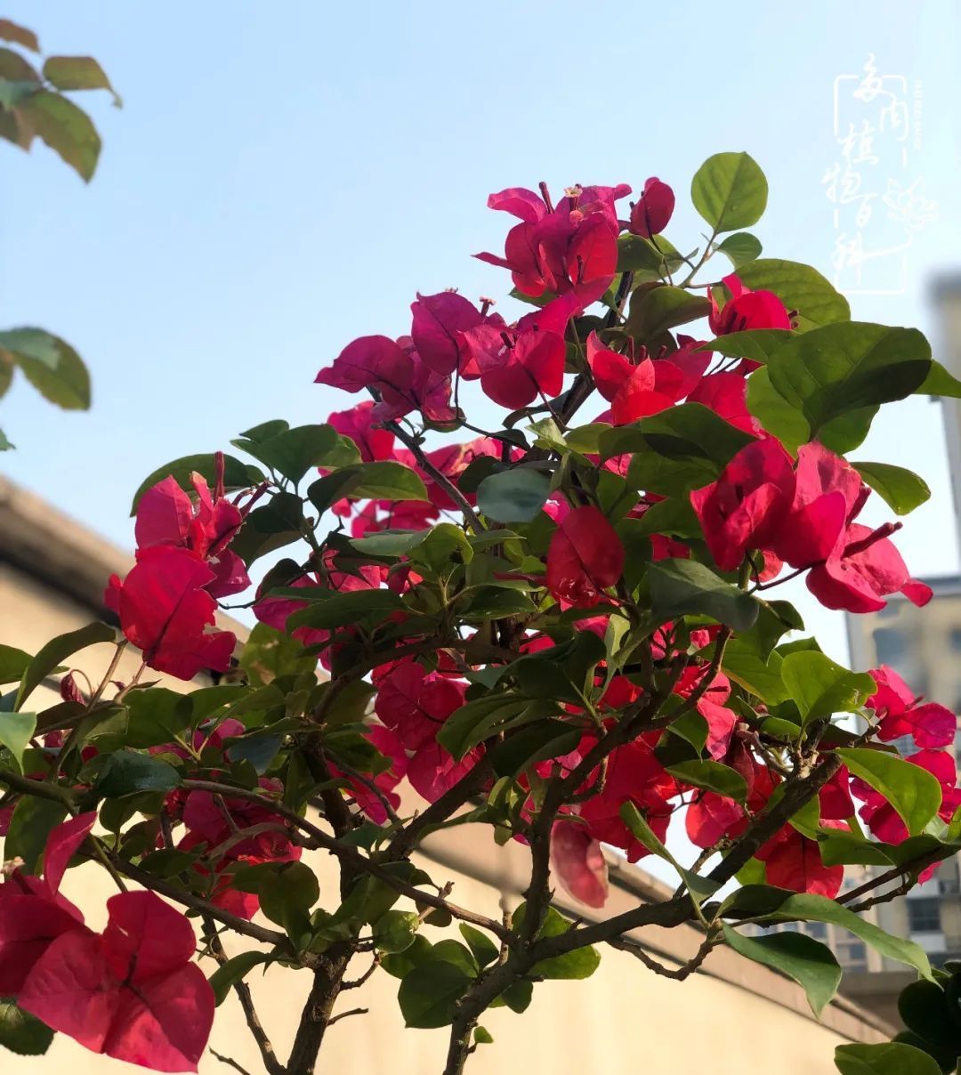  遇上|遇上多肉，遇上美好，情不知所起，一往而深！